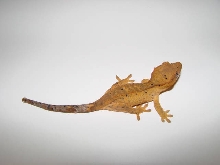 Scorch, 2 months old