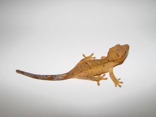Scorch, 2 months old