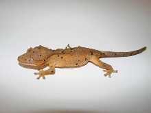 Speckle, 3 months old