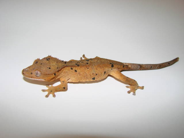 Speckle, 3 months old