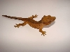 spyro, 4 months