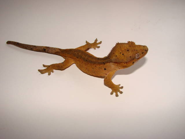 spyro, 4 months