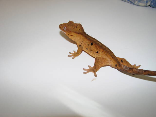 Spyro, 3 months old