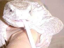 Little Buddy