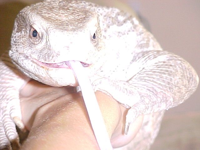 Little Buddy