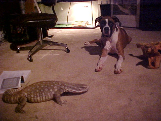 Face off!