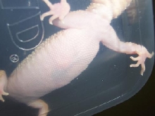 Dorothy's belly 2