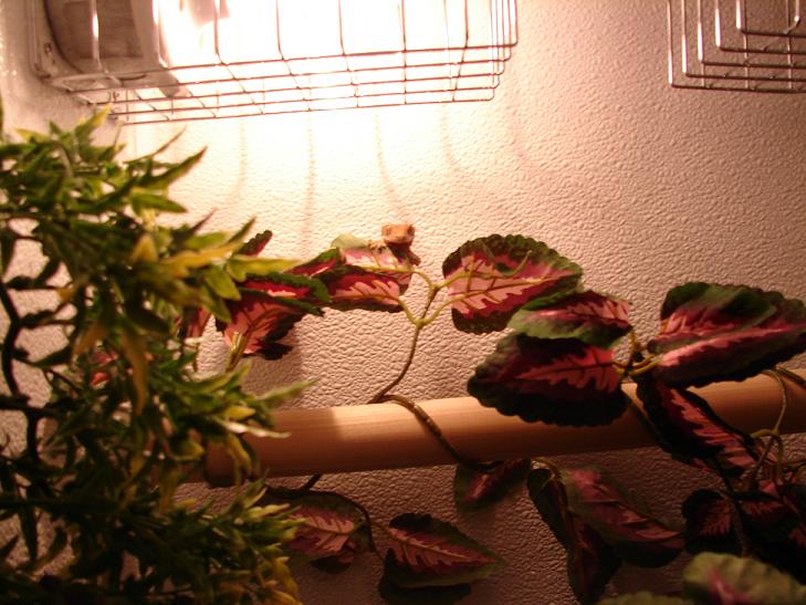 Lilly our new crested gecko