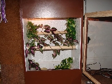 crested gecko cage