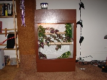new cage for crested gecko
