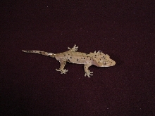male crested gecko