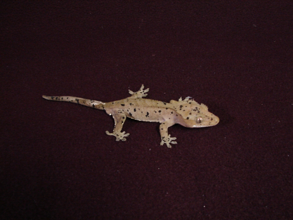 male crested gecko