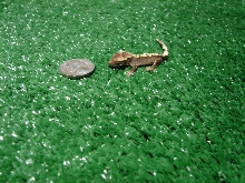 baby gecko