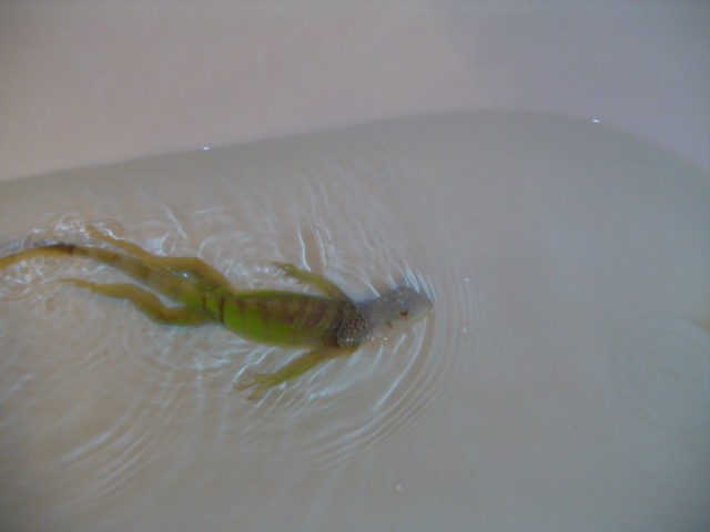 Boris swimming