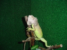 Boris in his tree