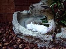 Sid eating 1