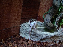 Sid eating 2