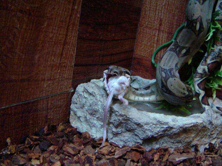 Sid eating 2