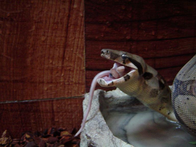 Sid eating 3