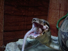 Sid eating 4