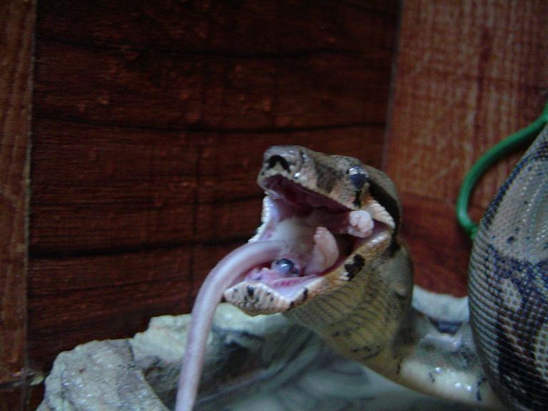 Sid eating 4