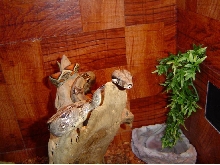 sid hanging out in new tank