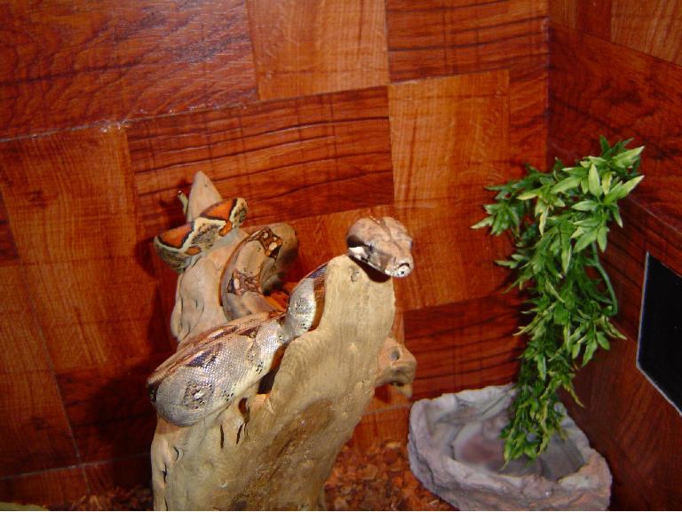 sid hanging out in new tank