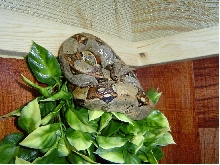 sid chilling in hanging plant
