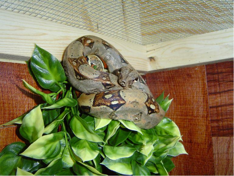 sid chilling in hanging plant
