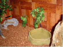 cave corner of new tank