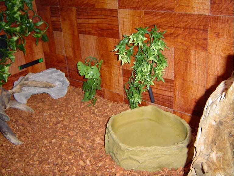 cave corner of new tank