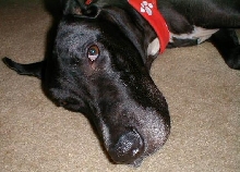 Atticus
