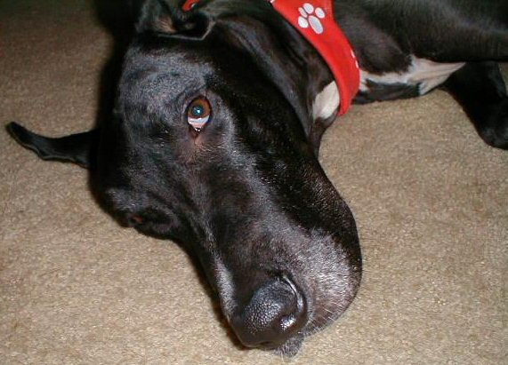 Atticus