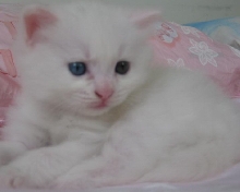 Jasper