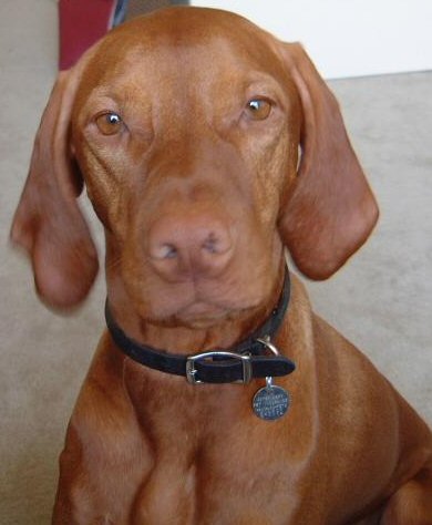 Amos
