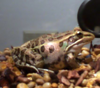 Fat Nemo!