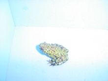 Firebellied toad pet