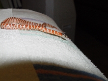 Hatched 8/2/09