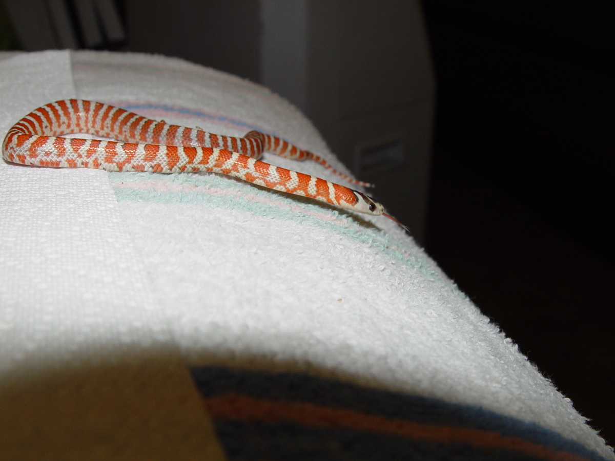 Hatched 8/2/09