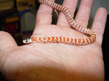Knoblochi reduced black