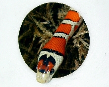 knoblochi (Osborne strain type II )