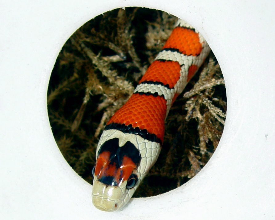 knoblochi (Osborne strain type II )