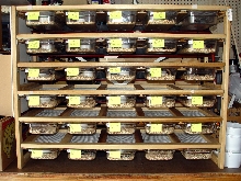 Hatchling Rack