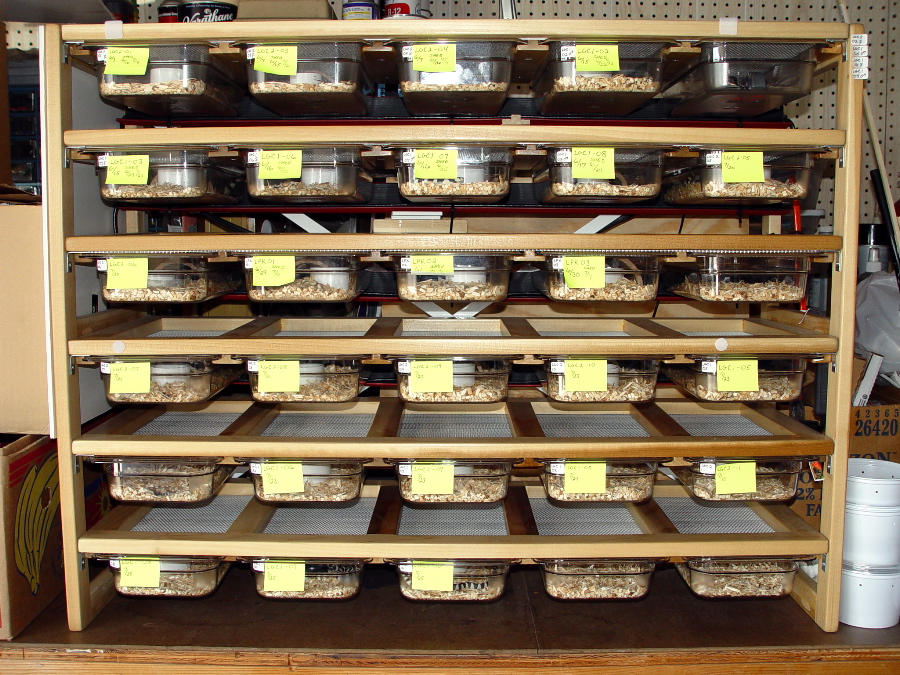 Hatchling Rack