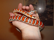 Knoblochi (Osborne strain type II )
