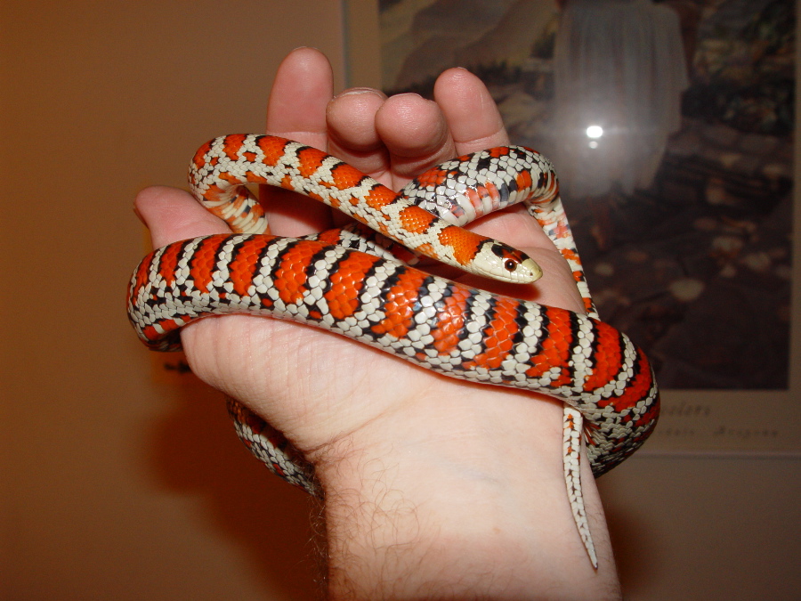 Knoblochi (Osborne strain type II )