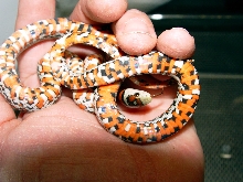 '05 Female L.P.Knoblochi