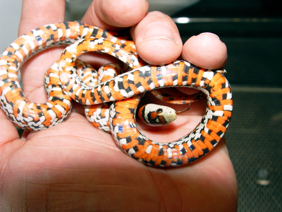 '05 Female L.P.Knoblochi