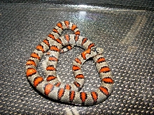 Durango Mtn. Kingsnake
