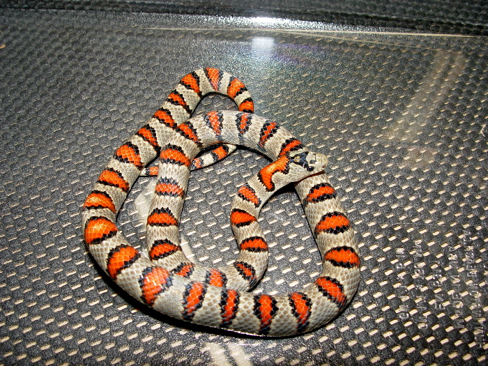 Durango Mtn. Kingsnake